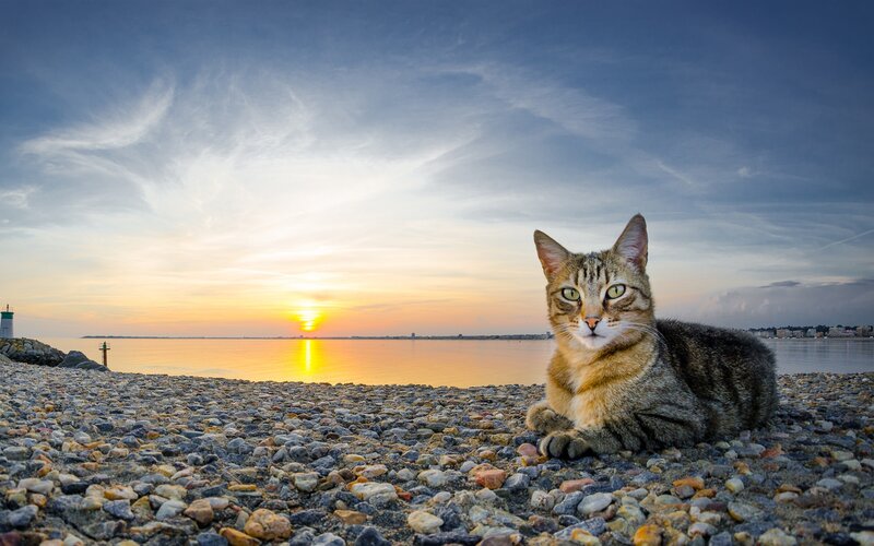 Tabby Cat on Pebble Beach — Blue