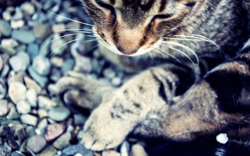 Tabby Cat on Pebbles — Gray