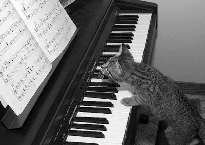 Tabby Cat on Piano — Black