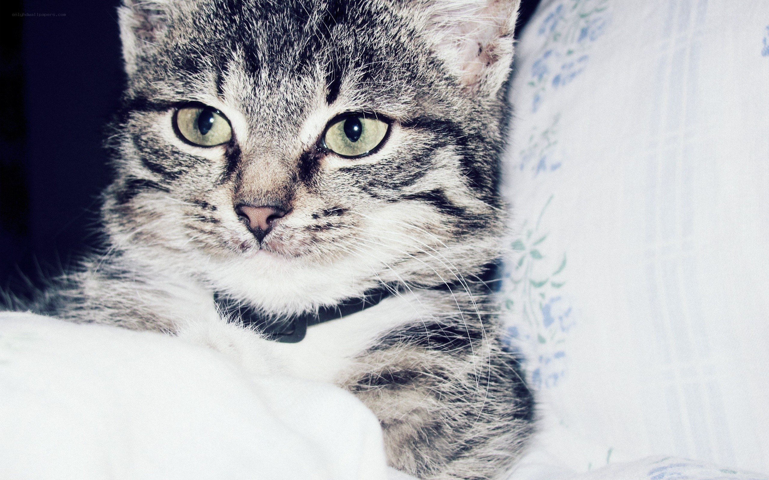 tabby cat on pillow