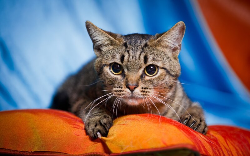 Tabby Cat on Pillow — Blue, Calm, Photograph