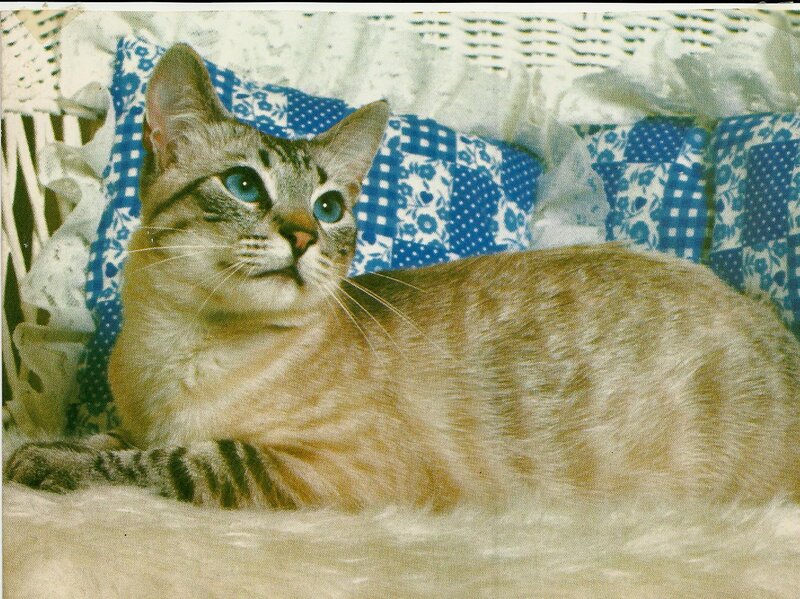 Tabby Cat on Pillow — Blue, Calm