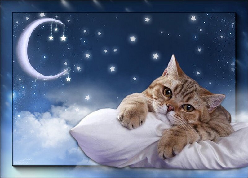 Tabby Cat on Pillow — Blue