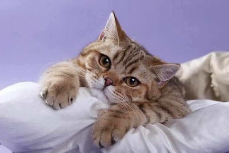 Tabby Cat on Pillow — Purple