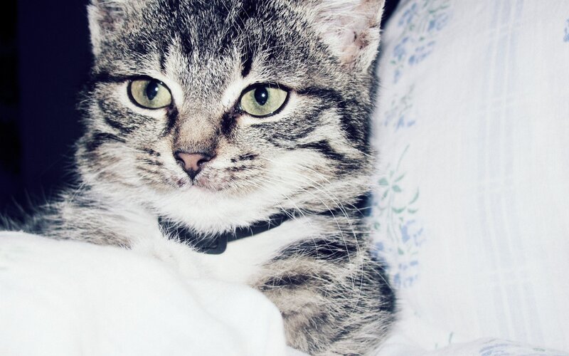tabby cat on pillow