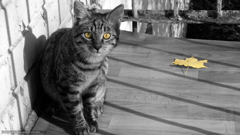 Tabby Cat on Porch — Black, Calm
