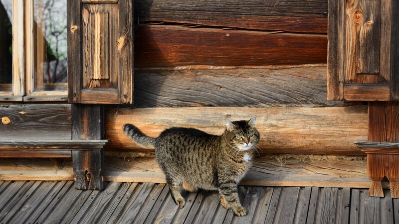 Tabby Cat on Porch — Brown, Calm