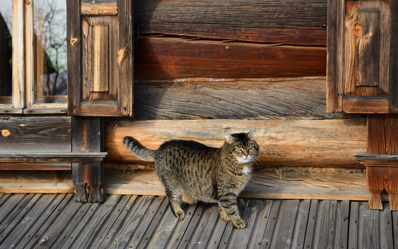 Tabby Cat on Porch — Brown