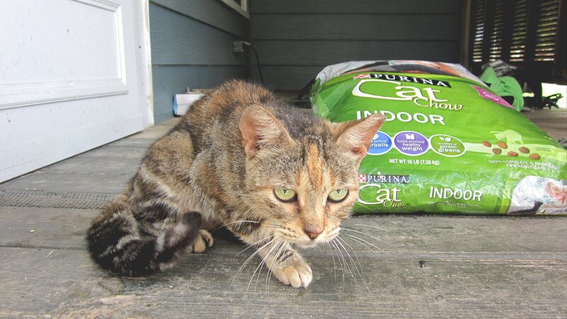 Tabby Cat on Porch — Green