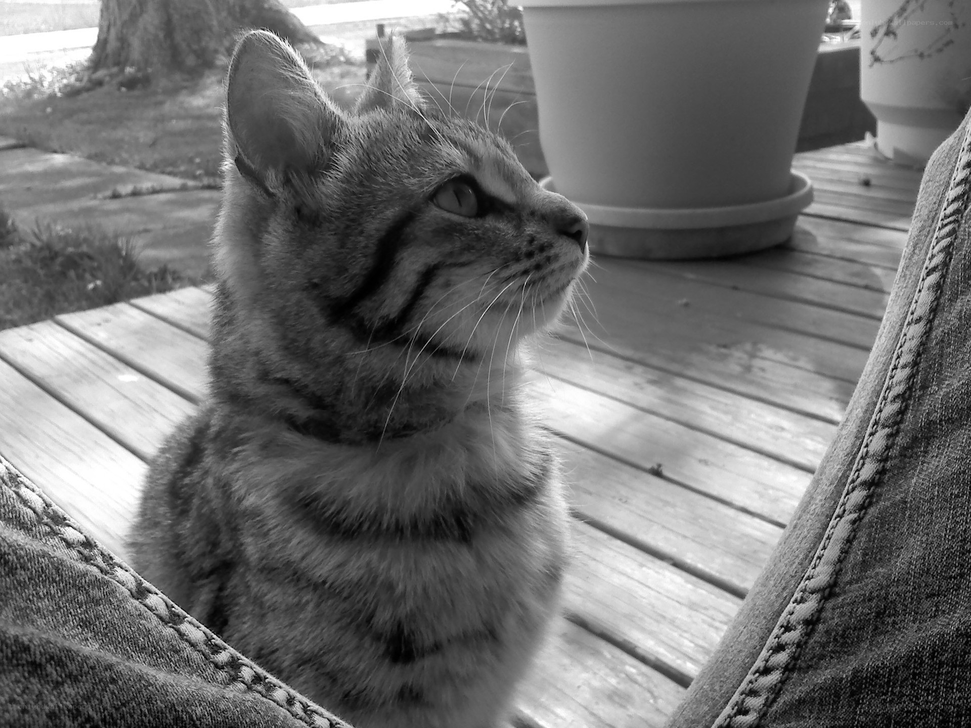 tabby cat on porch