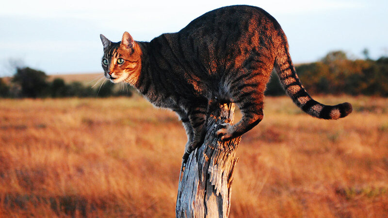 Tabby Cat on Post — Brown