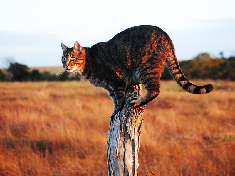 Tabby Cat on Post