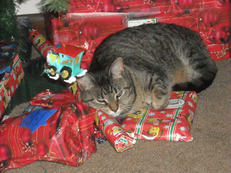 Tabby Cat on Presents