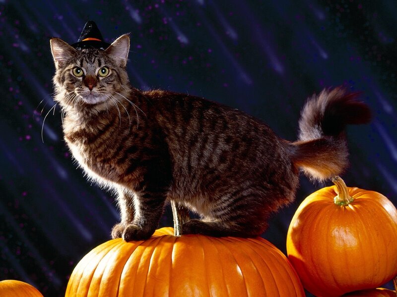 Tabby Cat on Pumpkins — Orange, Festive