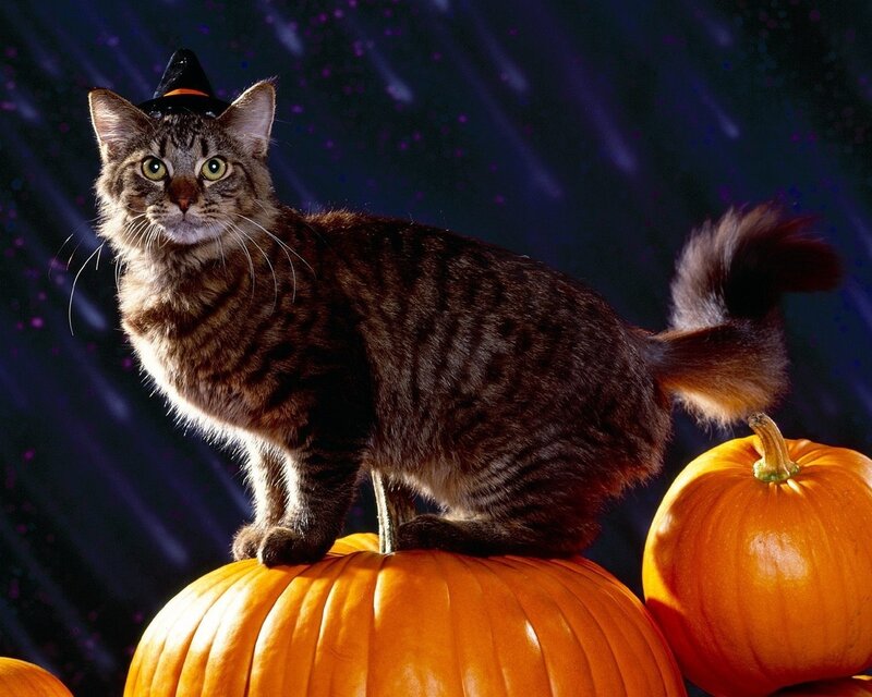 Tabby Cat on Pumpkins — Orange