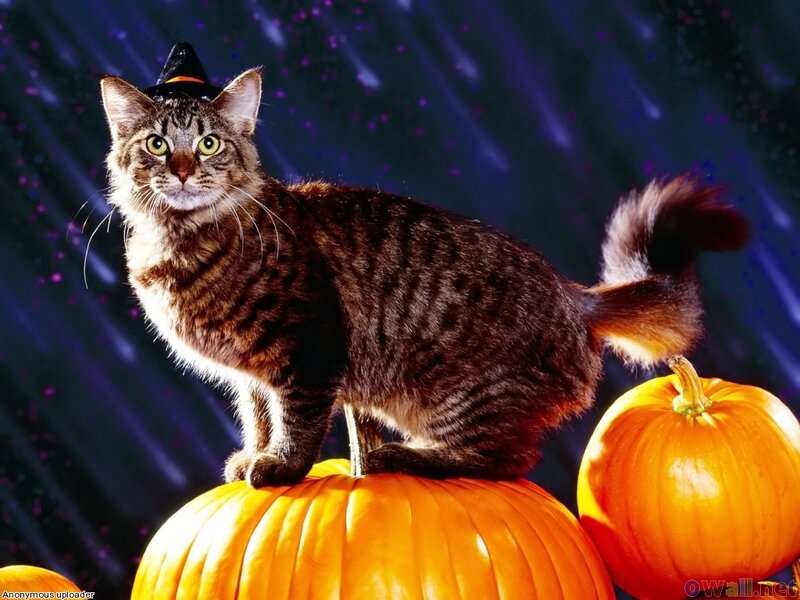 Tabby Cat on Pumpkins
