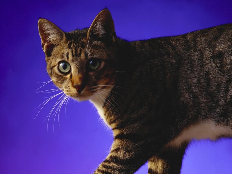 tabby cat on purple background