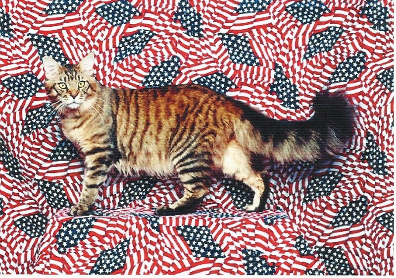Tabby Cat on Quilt — Red