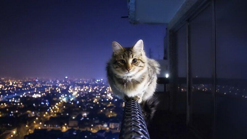 Tabby Cat on Railing — Blue, Dramatic, Night, Photograph, City Lights, Night Sky