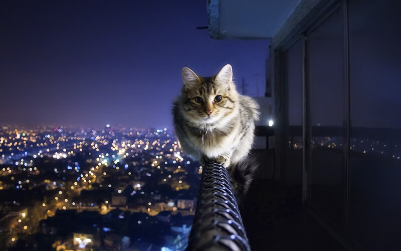 Tabby Cat on Railing — Blue, Dramatic, Night, Photograph, City Lights