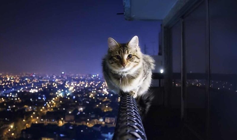 Tabby Cat on Railing — Blue, Dramatic, Night
