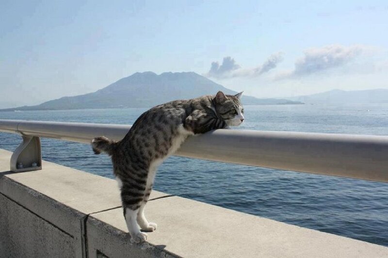 Tabby Cat on Railing — Gray, Serene