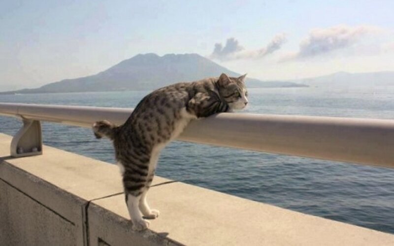 Tabby Cat on Railing — Gray