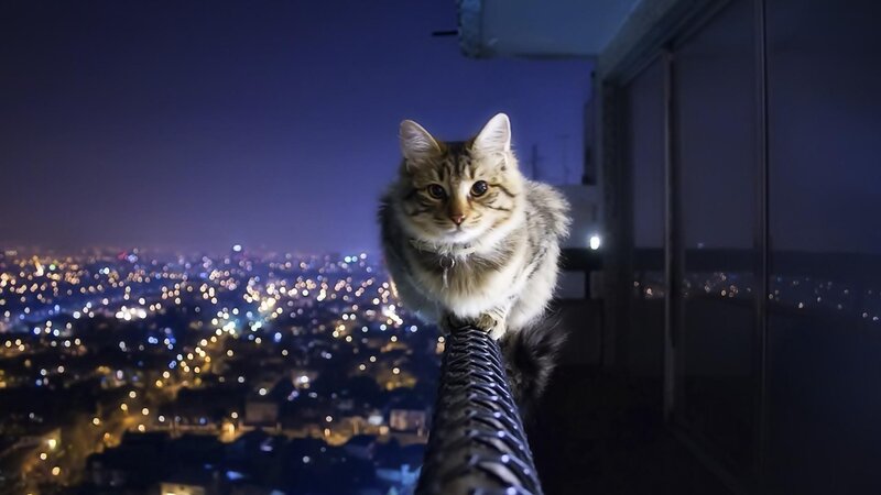 Tabby Cat on Railing — Photograph