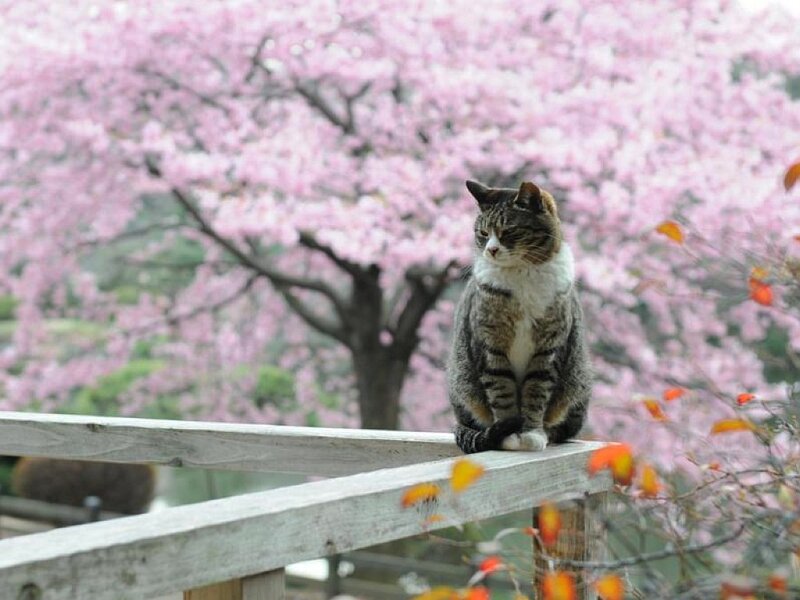 Tabby Cat on Railing — Pink