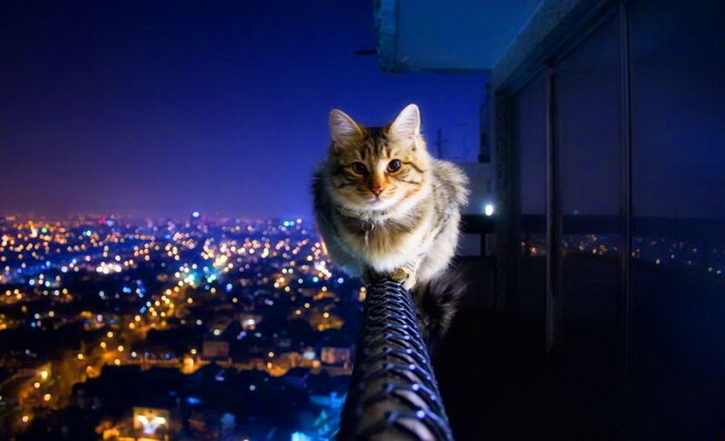 Tabby Cat on Railing