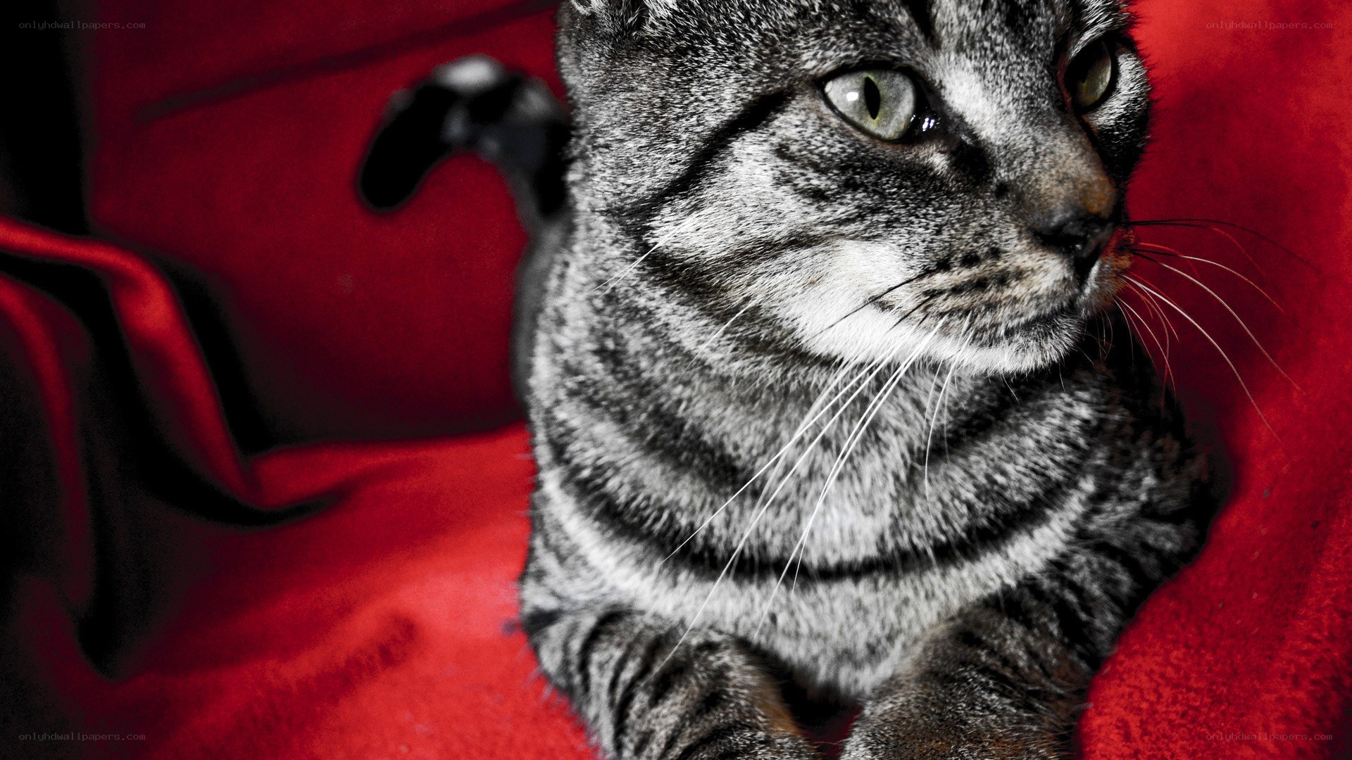 tabby cat on red blanket