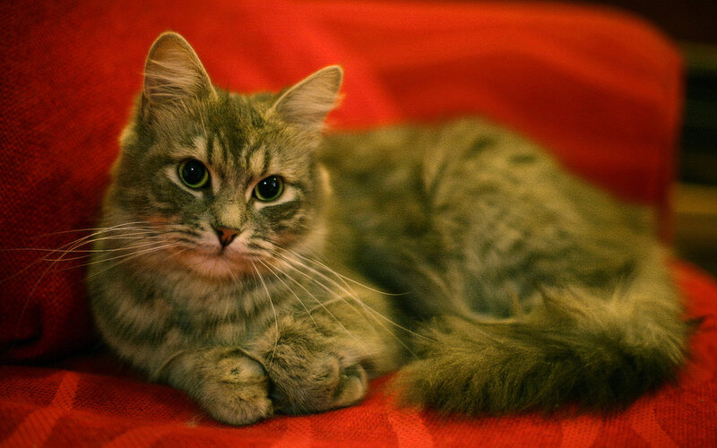 tabby cat on red blanket