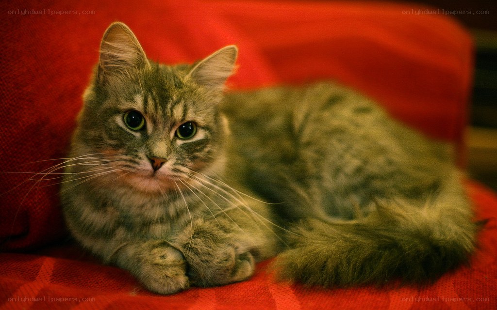 tabby cat on red blanket