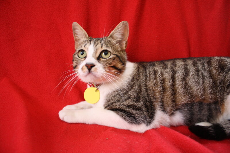 Tabby Cat on Red Blanket — Calm, Photograph