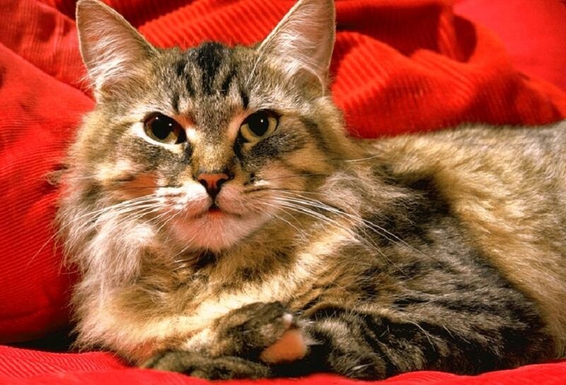 Tabby Cat on Red Blanket — Calm