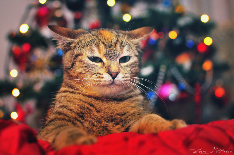Tabby Cat on Red Blanket — Festive, Night