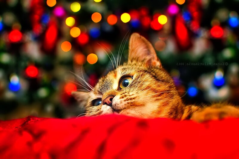 Tabby Cat on Red Blanket — Festive