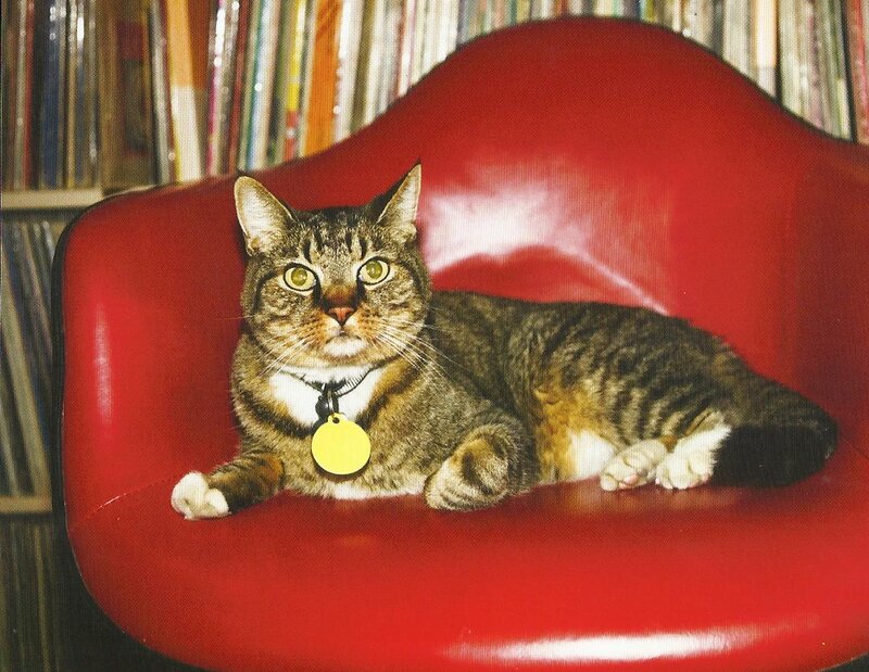 Tabby Cat on Red Chair