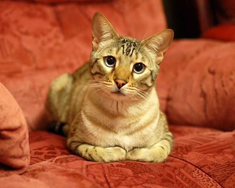 tabby cat on red couch