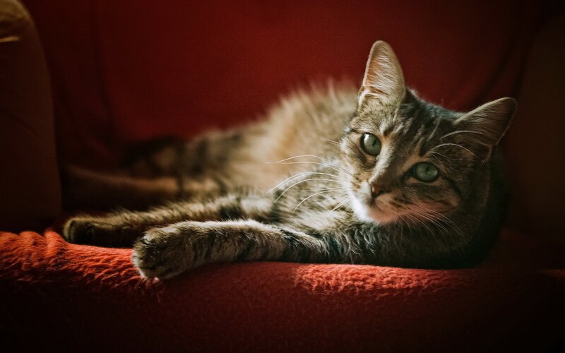 Tabby Cat on Red Couch — Calm, Photograph, Blanket