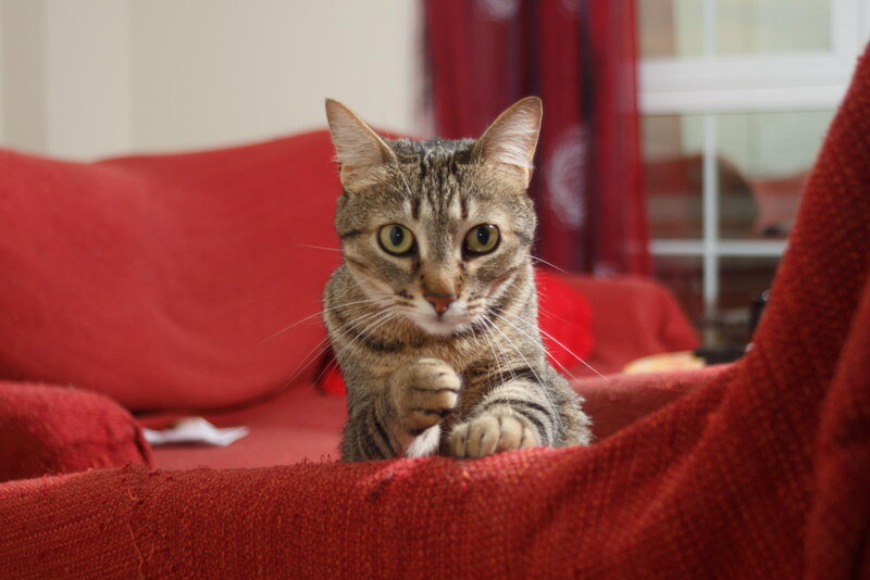 Tabby Cat on Red Couch — Calm, Photograph