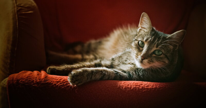 Tabby Cat on Red Couch — Calm