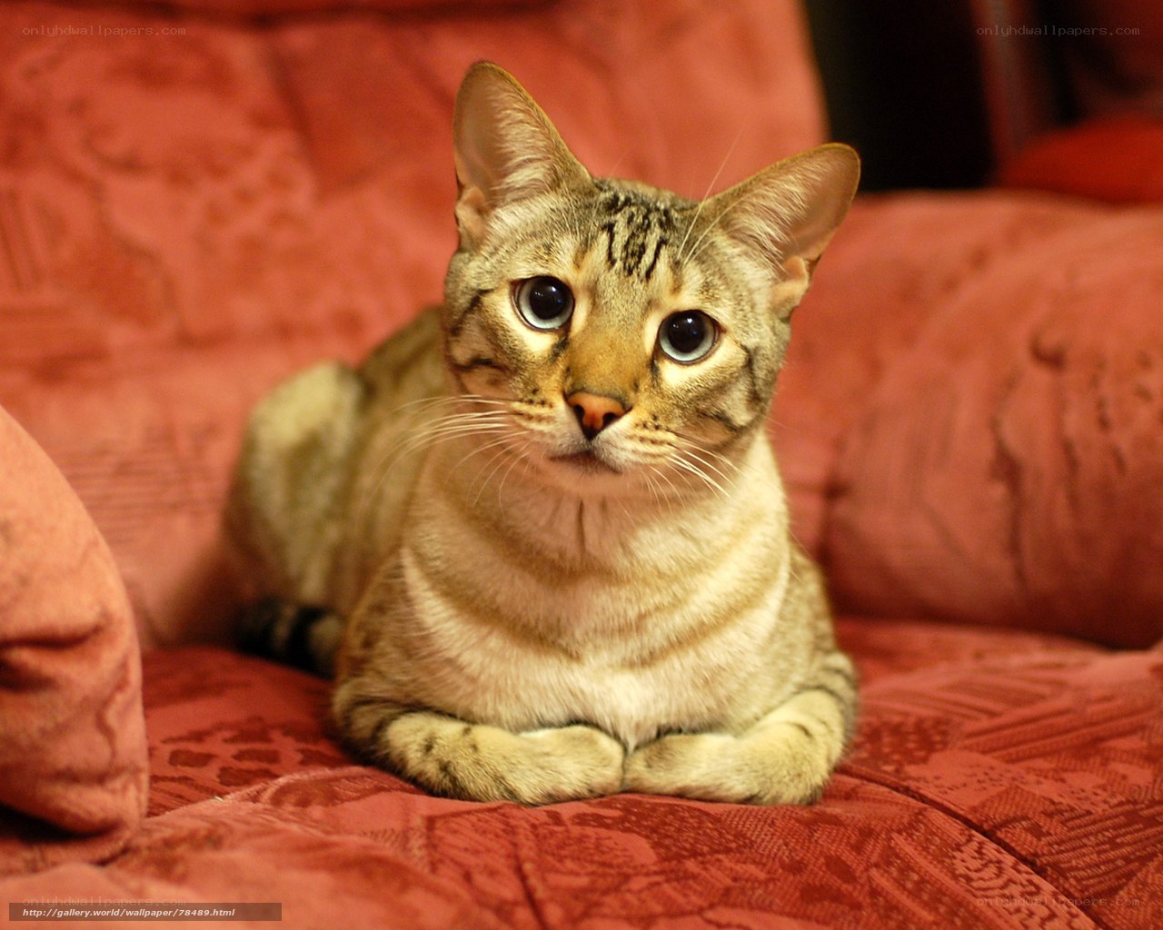 tabby cat on red couch
