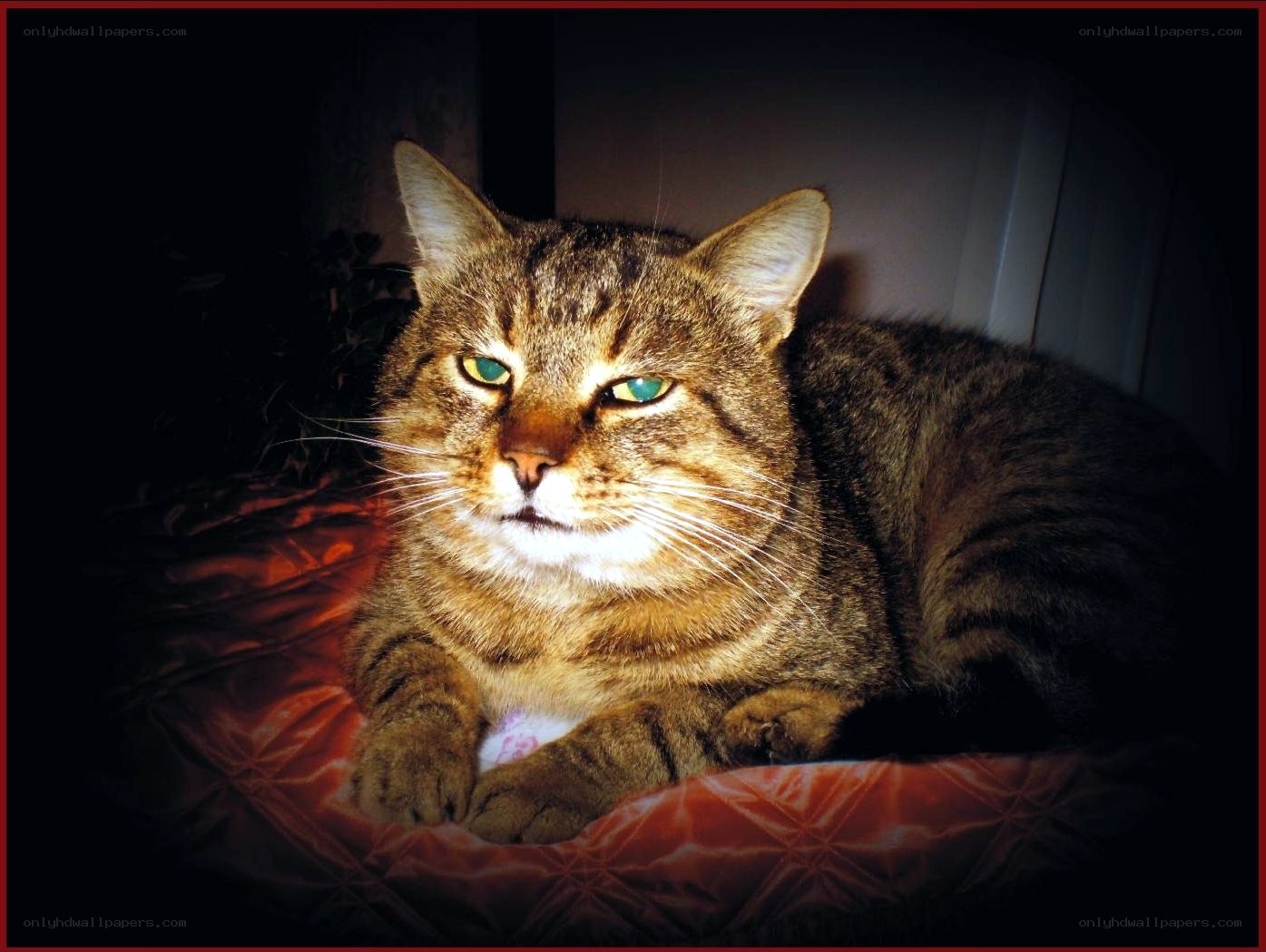 tabby cat on red cushion