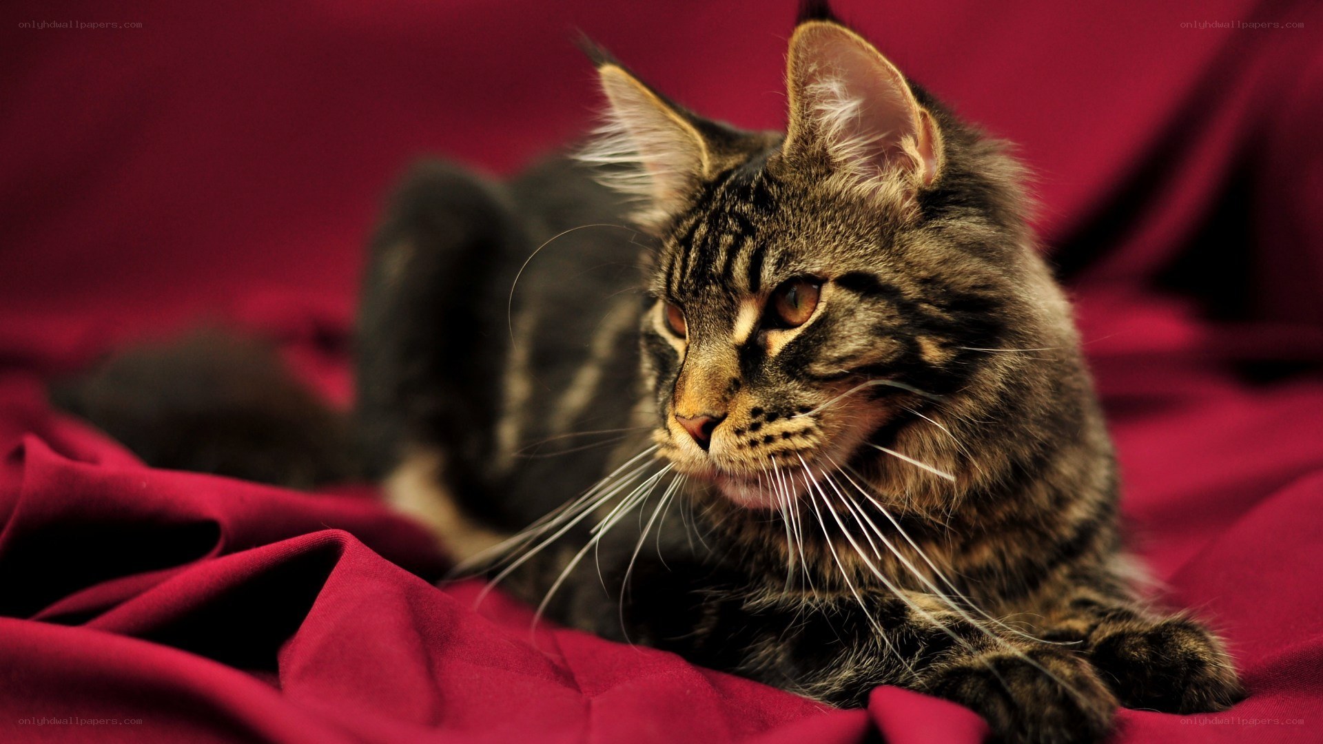 tabby cat on red fabric