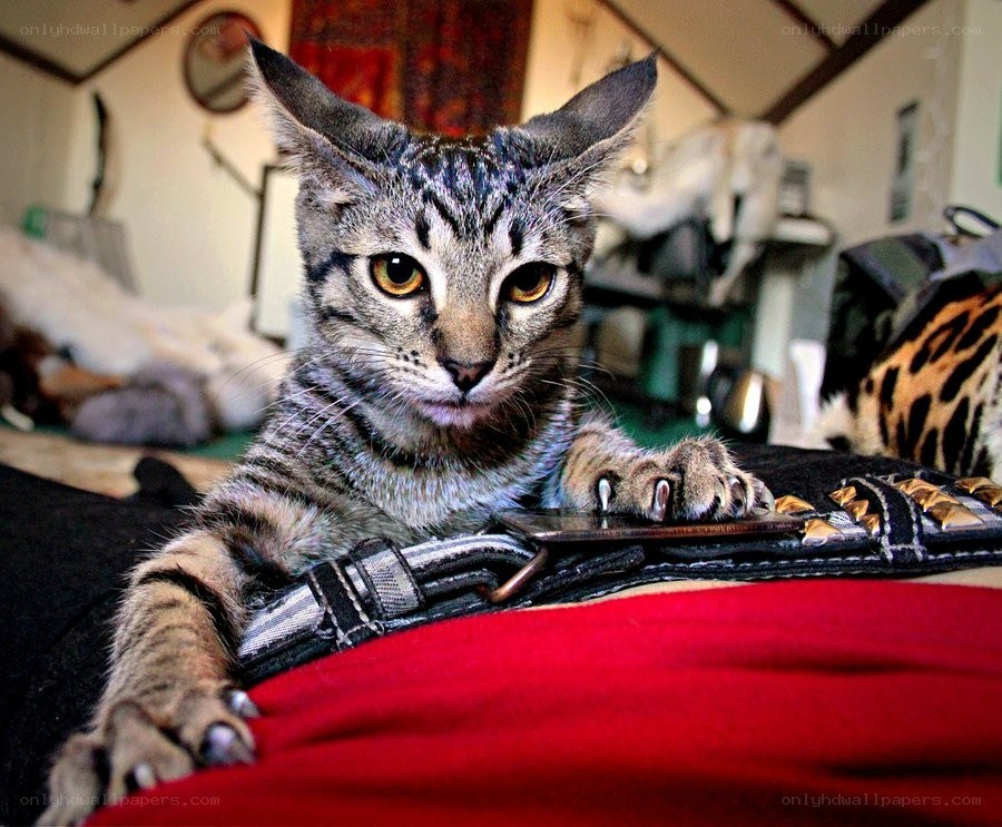 tabby cat on red fabric