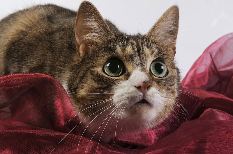 Tabby Cat on Red Fabric — Calm, Photograph