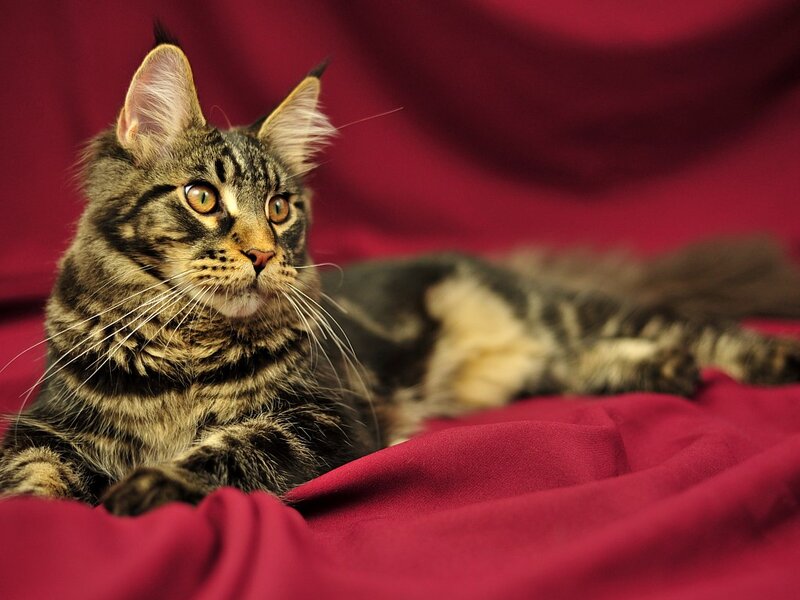 Tabby Cat on Red Fabric — Calm