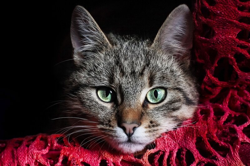 Tabby Cat on Red Fabric — Dramatic
