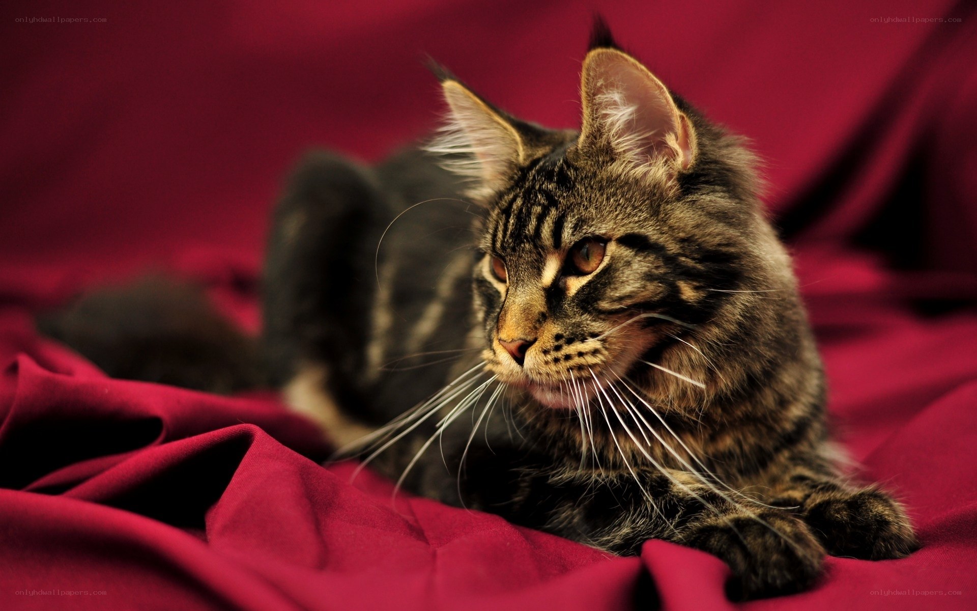 tabby cat on red fabric